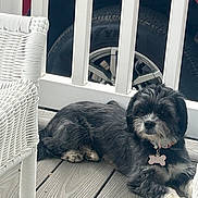 Lexi joined the competition — help win amazing prizes! dog, black_and_white, pet, collar, dog_tag, wooden_deck, wicker_chair, fence, vehicle, tire, outdoor, relaxed, laying_down, fur, domestic_animal, canine, quiet, daylight, animal, resting
