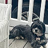 dog, black_and_white, pet, collar, dog_tag, wooden_deck, wicker_chair, fence, vehicle, tire, outdoor, relaxed, laying_down, fur, domestic_animal, canine, quiet, daylight, animal, resting