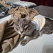 Lint joined the competition — help win amazing prizes! cat, bed, blanket, pillow, feline, indoor, pet, animal, relaxing, cozy, gray_cat, orange_cat, curious, resting, soft_texture, fabric, domestic, cute_outfit, companion, laid_back