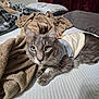 cat, bed, blanket, pillow, feline, indoor, pet, animal, relaxing, cozy, gray_cat, orange_cat, curious, resting, soft_texture, fabric, domestic, cute_outfit, companion, laid_back