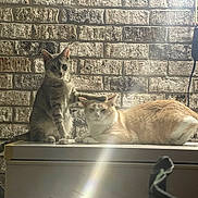 Rocky is registered to the contest to win money with this photo: cat, cats, tabby_cat, orange_cat, pet, animal, feline, indoor, brick_wall, white_surface, paw, light_streak, resting, sitting, cute, fur, whiskers, ears, tail, companion