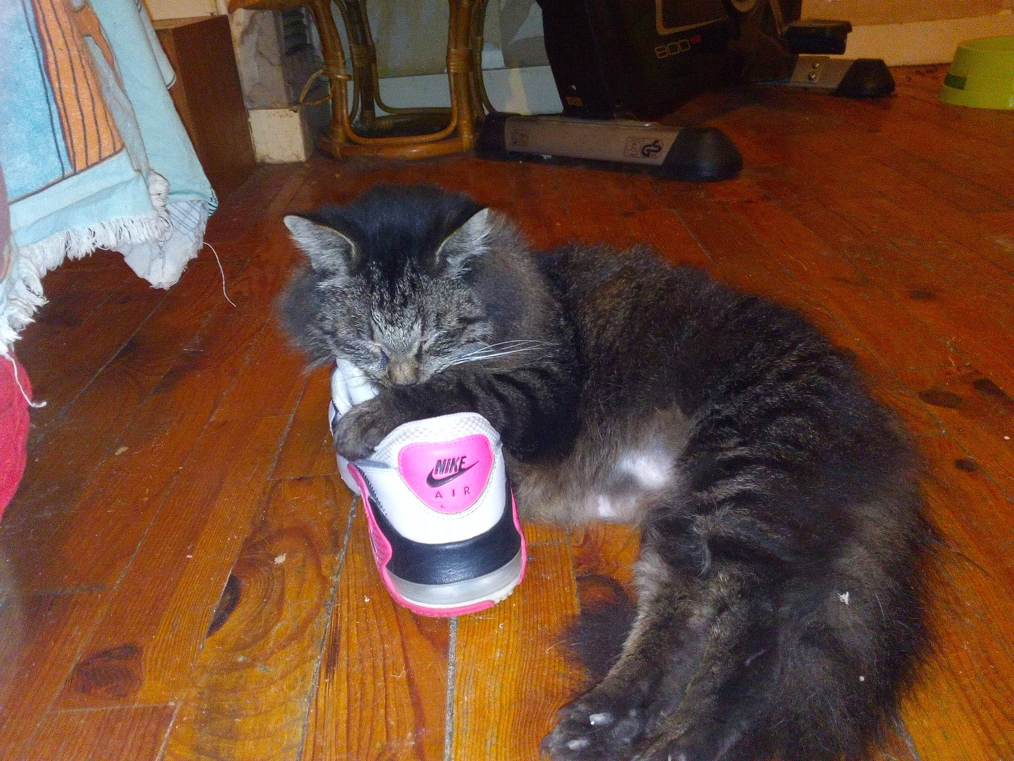 Boubouille a rejoint le concours — aidez-le/la à gagner de superbes lots ! black_cat, carnivore, cat, cat_toy, claw, dog_breed, domestic_short_haired_cat, felidae, floor, flooring, fur, grey, hardwood, laminate_flooring, paw, small_to_medium_sized_cats, snout, tail, whiskers, wood