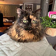 Tonya joined the competition — help win amazing prizes! animal, cat, ceiling_fan, cozy, domestic_cat, fluffy, fur, furniture, green_eyes, home, indoor, living_room, pet, plant, potted_plant, quilted_blanket, relaxed, resting, tortoiseshell, wall_decor