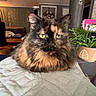 animal, cat, ceiling_fan, cozy, domestic_cat, fluffy, fur, furniture, green_eyes, home, indoor, living_room, pet, plant, potted_plant, quilted_blanket, relaxed, resting, tortoiseshell, wall_decor