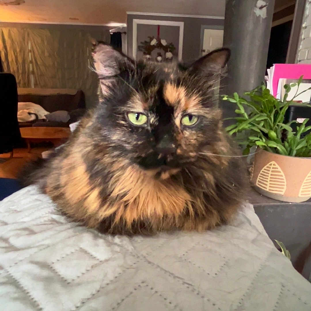 Tonya
