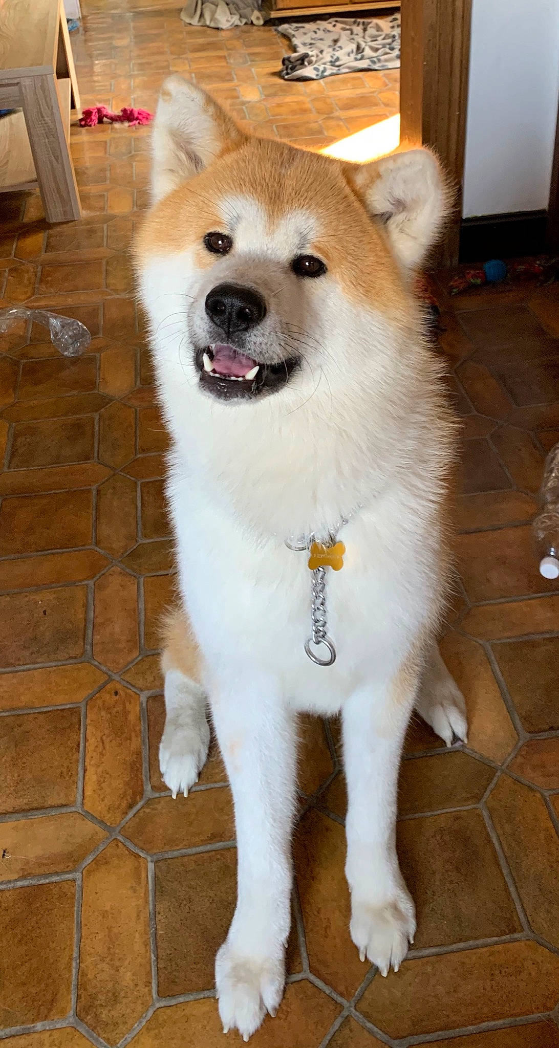 Shaïko a rejoint le concours — aidez-le/la à gagner de superbes lots ! akita, akita_inu, ancient_dog_breeds, canaan_dog, canidae, carnivore, companion_dog, dog, dog_breed, eurasier, hokkaido, korean_jindo_dog, mammal, norwegian_buhund, rare_breed_dog, shiba_inu, shikoku, spitz, thai_bangkaew_dog, vertebrate