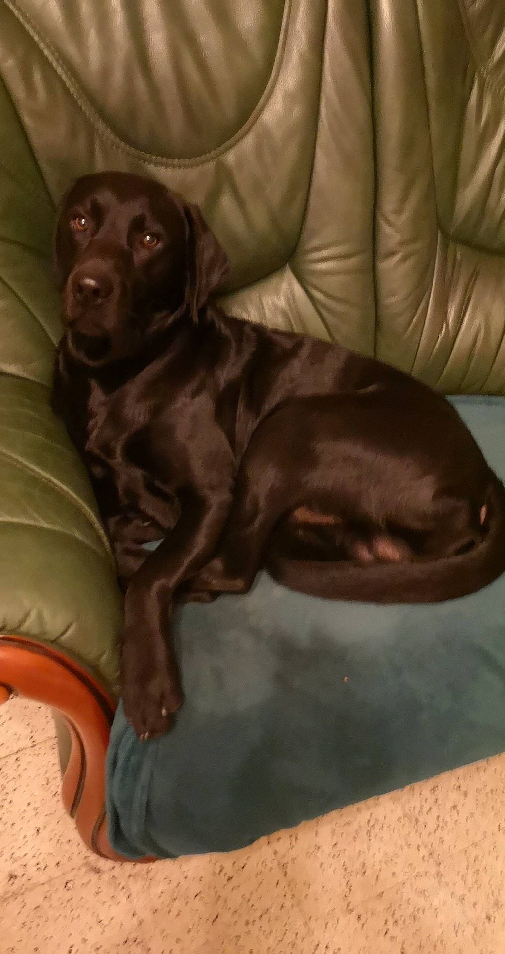 Falco participe au concours pour gagner de l'argent avec cette photo : borador, brown, canidae, carnivore, comfort, companion_dog, dog, dog_breed, fur, gun_dog, liver, snout, sporting_group, terrestrial_animal, working_animal