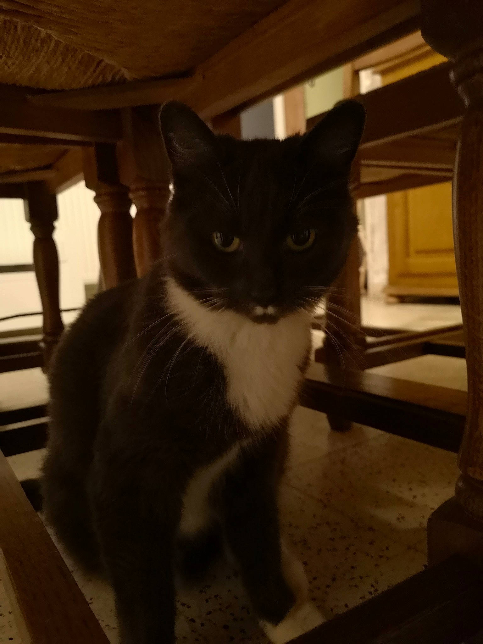 Penelope participe au concours pour gagner de l'argent avec cette photo : carnivore, cat, domestic_short_haired_cat, felidae, flooring, formal_wear, fur, hardwood, monochrome_photography, shadow, small_to_medium_sized_cats, snout, tail, tints_and_shades, whiskers, window, wood