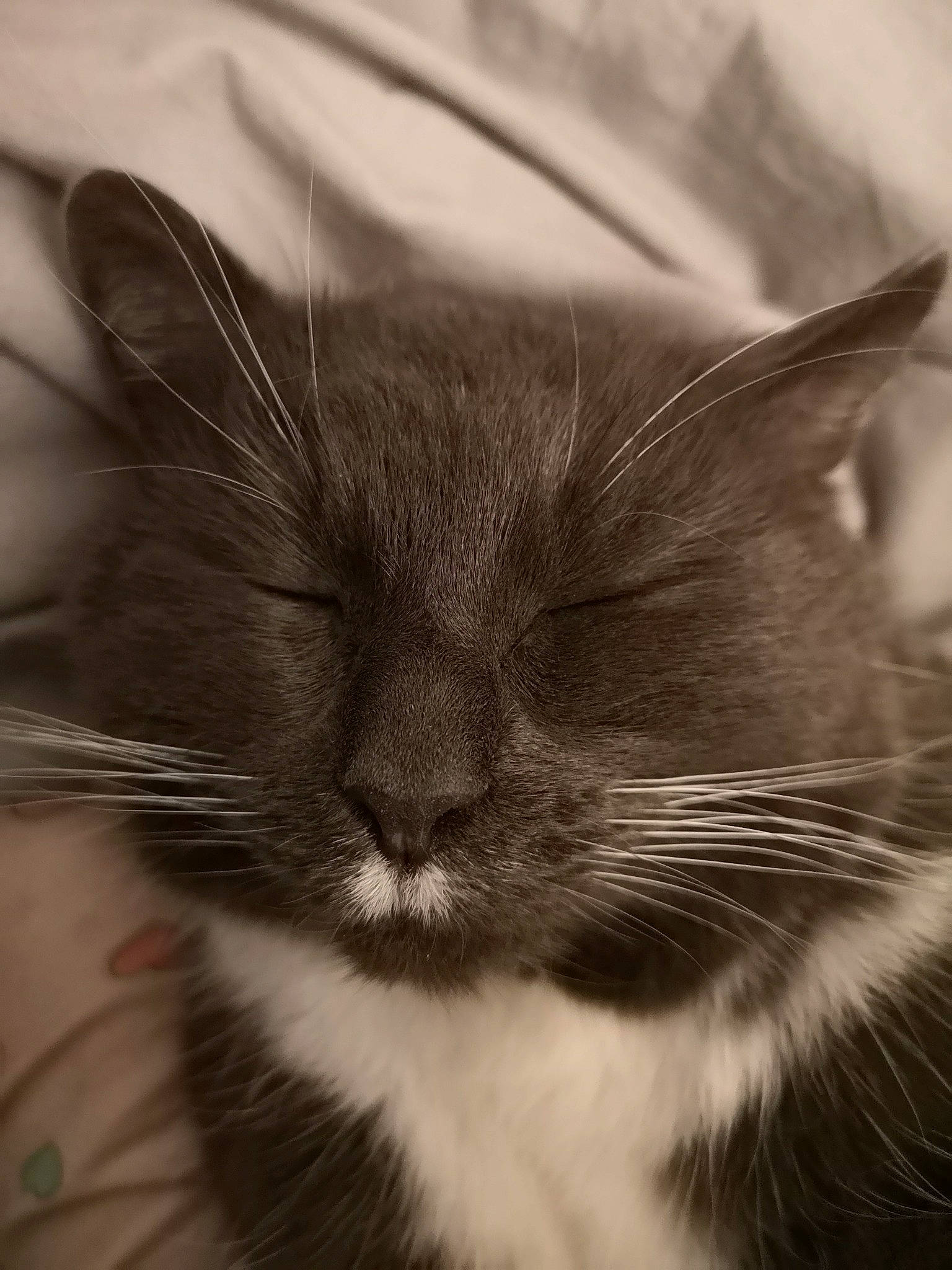 Penelope a rejoint le concours — aidez-le/la à gagner de superbes lots ! carnivore, cat, cloud, comfort, domestic_short_haired_cat, felidae, fur, grey, monochrome, monochrome_photography, sky, small_to_medium_sized_cats, snout, whiskers