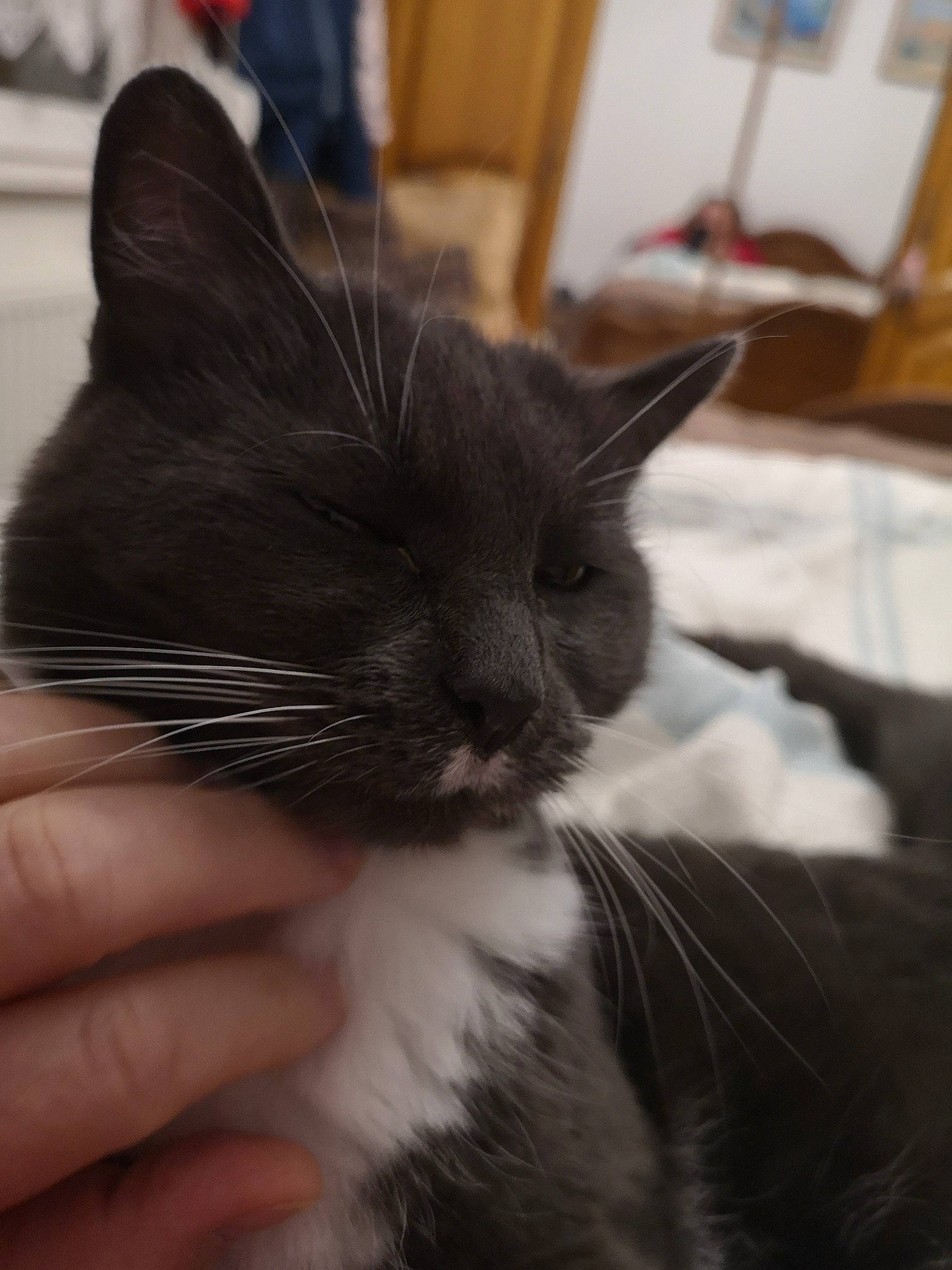 Penelope participe au concours pour gagner de l'argent avec cette photo : carnivore, cat, claw, comfort, domestic_short_haired_cat, ear, felidae, fur, hand, mammal, nail, paw, small_to_medium_sized_cats, snout, vertebrate, whiskers