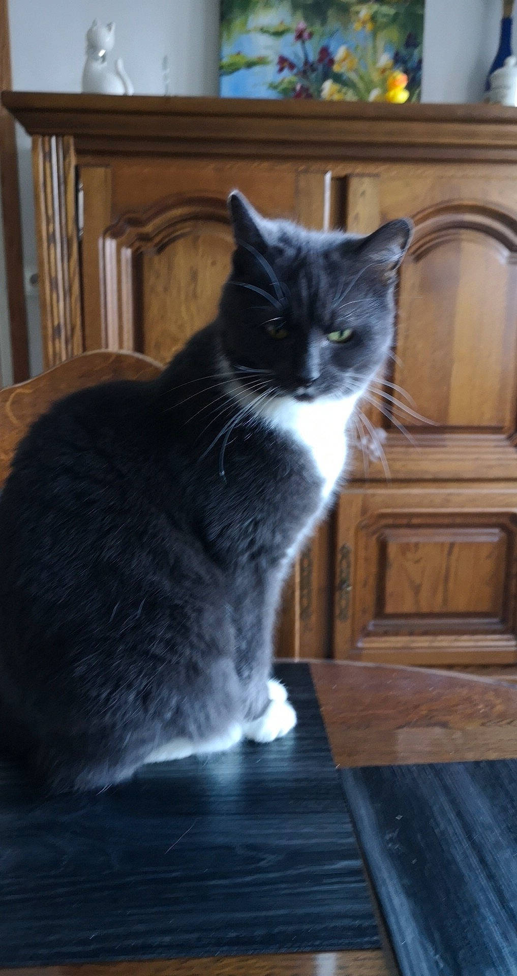 Penelope a rejoint le concours — aidez-le/la à gagner de superbes lots ! carnivore, cat, domestic_short_haired_cat, felidae, fur, grey, hardwood, monochrome_photography, sitting, small_to_medium_sized_cats, snout, tail, whiskers, window, wood