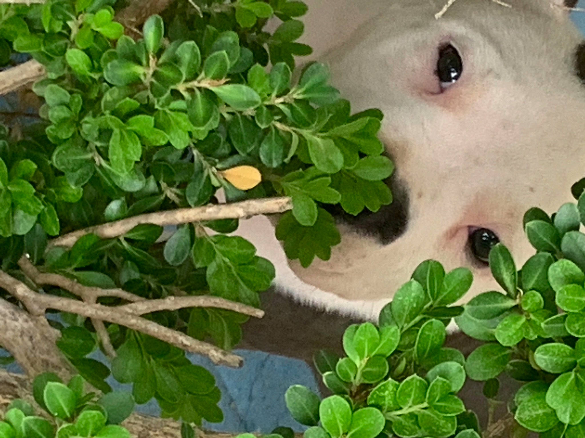 Chuy joined the competition — help win amazing prizes! adaptation, art, fawn, flowering_plant, grass, green, groundcover, herb, leaf_vegetable, plant, produce, shrub, stuffed_toy, terrestrial_animal, toy, tree, twig, wood, woody_plant, working_animal