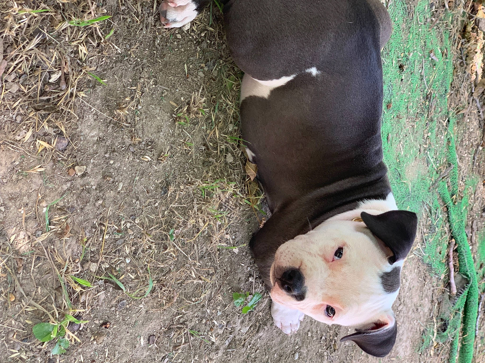 Chuy is registered to the contest to win money with this photo: adventure, canidae, carnivore, companion_dog, dog, dog_breed, dog_supply, fawn, football, fur, grass, non_sporting_group, snout, soil, sporting_group, tail, terrestrial_animal, trunk, wildlife, working_animal