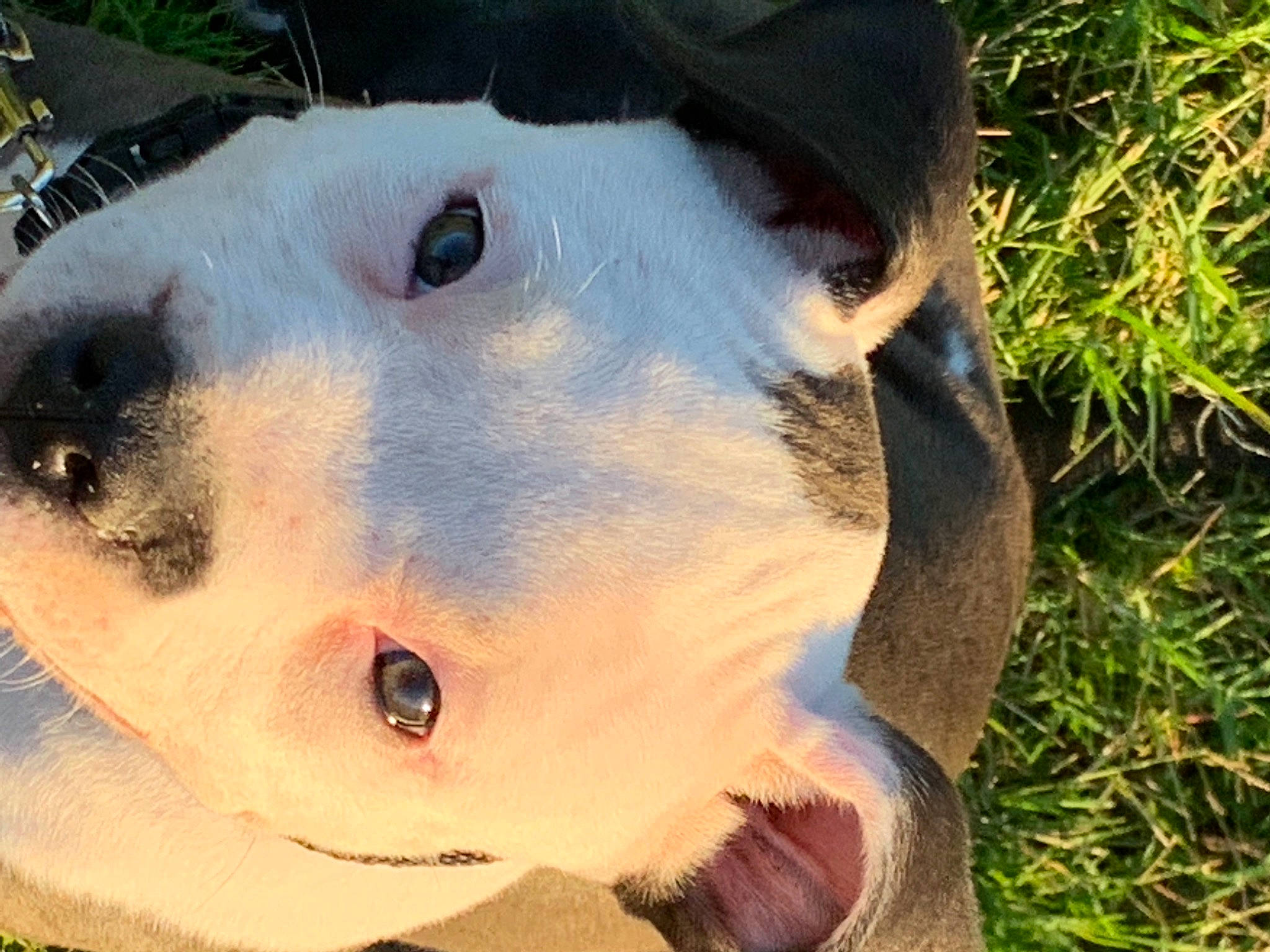 Chuy is registered to the contest to win money with this photo: canidae, carnivore, collar, companion_dog, dog, dog_breed, eye, eyelash, fawn, fur, grass, head, jaw, plant, snout, snowman, sporting_group, terrestrial_animal, whiskers, working_animal