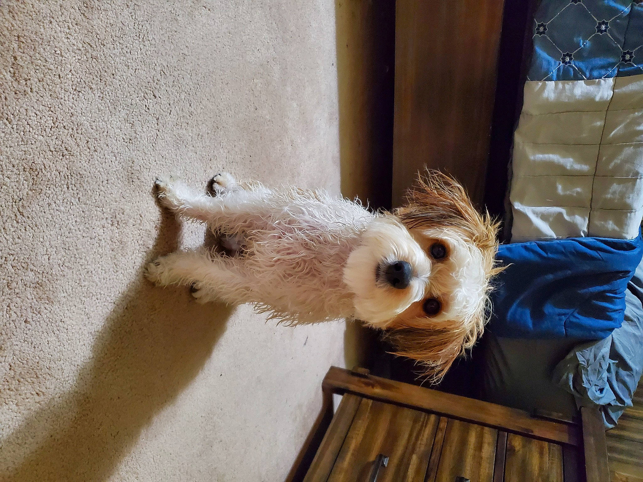 Cache is registered to the contest to win money with this photo: canidae, carnivore, companion_dog, dog, dog_breed, fur, mustelidae, non_sporting_group, small_terrier, sporting_group, tail, terrestrial_animal, terrier, toy_dog, wood