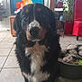 Brownie participe au concours pour gagner de l'argent avec cette photo : animal, bernese_mountain_dog, black_fur, brown_fur, cartoon, chair, close_up, companion, dog, dog_bed, furniture, house, indoor, living_room, pet, plant, television, tile_floor, toy, white_fur