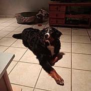 Brownie a rejoint le concours — aidez-le/la à gagner de superbes lots ! animal, bernese_mountain_dog, black, blanket, brown, canine, dog, floor, furniture, home, indoor, living_room, looking_away, paw, pet_bed, relaxed, television, tiled_floor, tv_stand, white