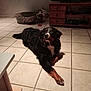animal, bernese_mountain_dog, black, blanket, brown, canine, dog, floor, furniture, home, indoor, living_room, looking_away, paw, pet_bed, relaxed, television, tiled_floor, tv_stand, white