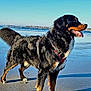 animal, beach, bernese_mountain_dog, blue_sky, canine, daytime, dog, harness, nature, ocean, outdoor, pet, sand, serene, sky, standing, sunlight, tongue_out, water, wet_sand