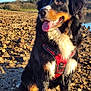 Brownie a rejoint le concours — aidez-le/la à gagner de superbes lots ! animal, bernese_mountain_dog, canine, daytime, dog, fur, happy, harness, landscape, mammal, nature, outdoor, pet, rocky_shore, sitting, sky, sunny, tongue_out, trees, water
