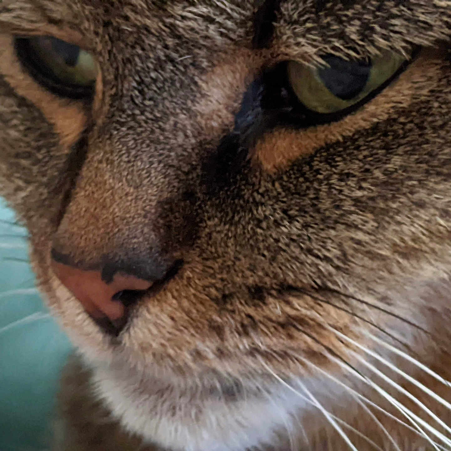 Chloe is registered to the contest to win money with this photo: animal, background, cat, close_up, closeup, domestic_cat, eye, face, feline, focus, fur, green_eye, macro, mammal, natural_light, nose, pet, portrait, texture, whiskers