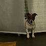 dog, curious, indoor, curtain, brown_and_white, alert, ears, paws, floor, wooden_table, pet, animal, companion, home, peek, standing, small_dog, jack_russell, quiet, cozy