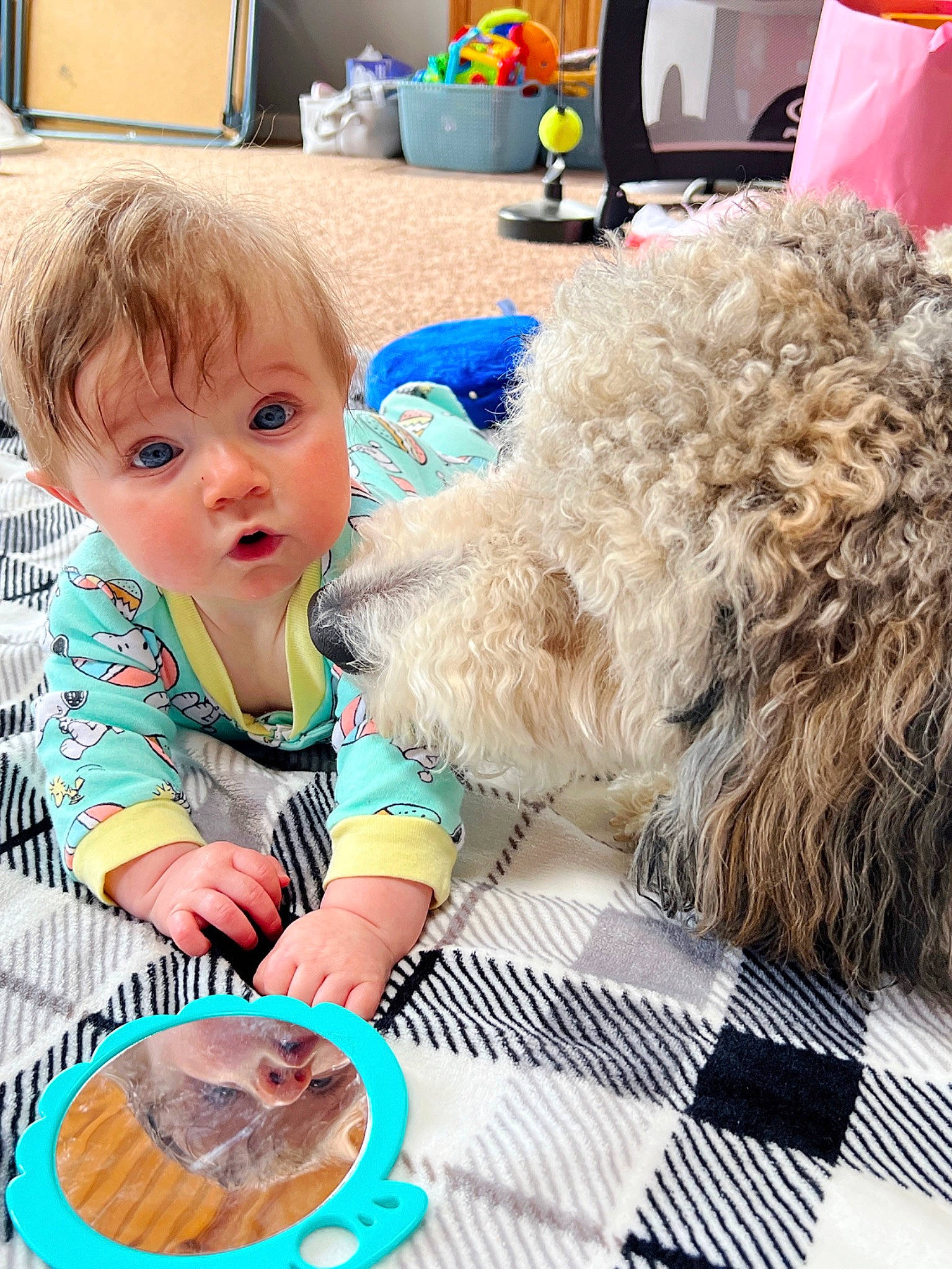 Olivia joined the competition — help win amazing prizes! baby, baby_toddler_clothing, baking, blue, child, companion_dog, dog, dog_breed, fur, green, labradoodle, person, poodle, sitting, surprise, sweetness, tableware, television, terrier, toddler