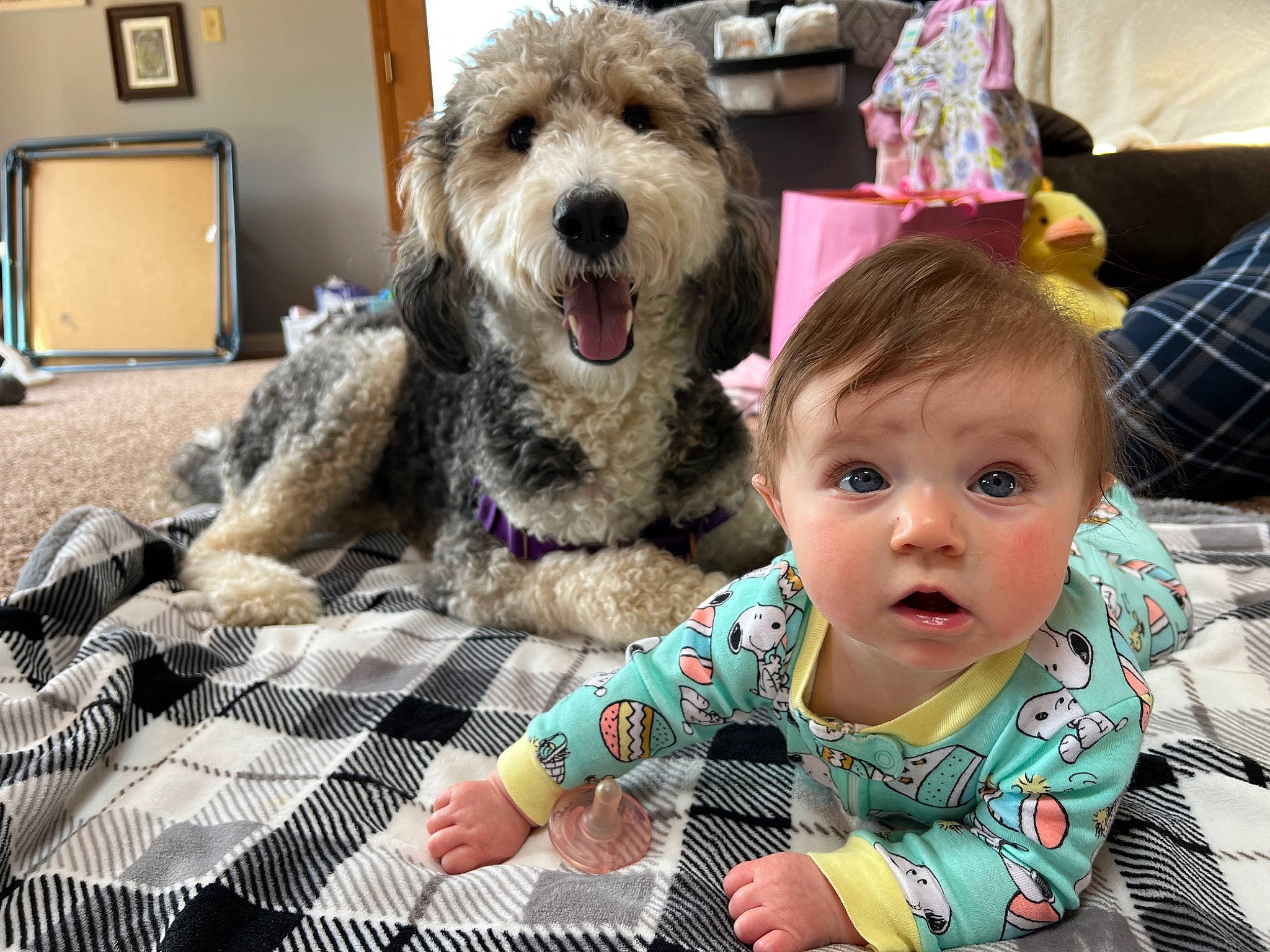 Olivia joined the competition — help win amazing prizes! baby, baby_toddler_clothing, carnivore, comfort, companion_dog, couch, dog, dog_breed, event, fur, pattern, person, picture_frame, plaid, sitting, small_terrier, smile, surprise, tartan, television