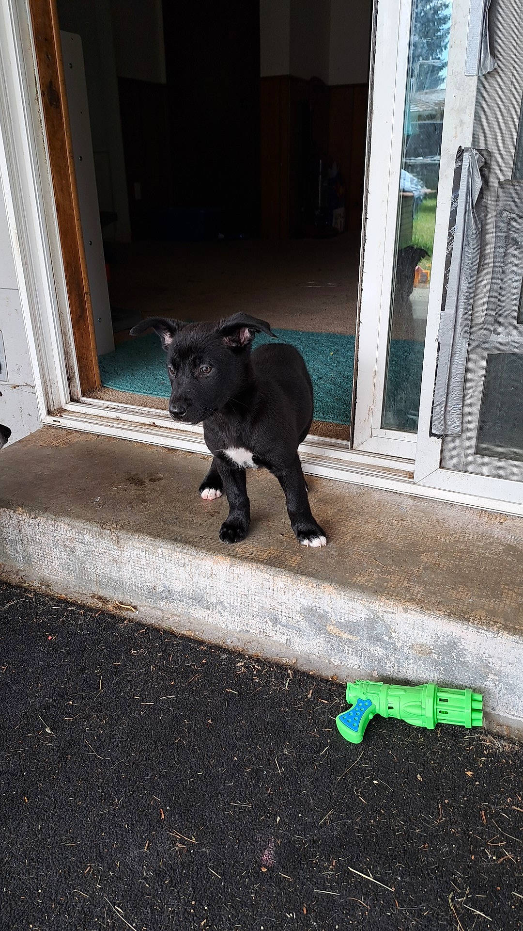 Soxxs joined the competition — help win amazing prizes! art, asphalt, black_cat, carnivore, cat, dog_breed, door, felidae, flooring, grass, grey, road_surface, sidewalk, small_to_medium_sized_cats, snout, tail, terrestrial_animal, tints_and_shades, whiskers, wood