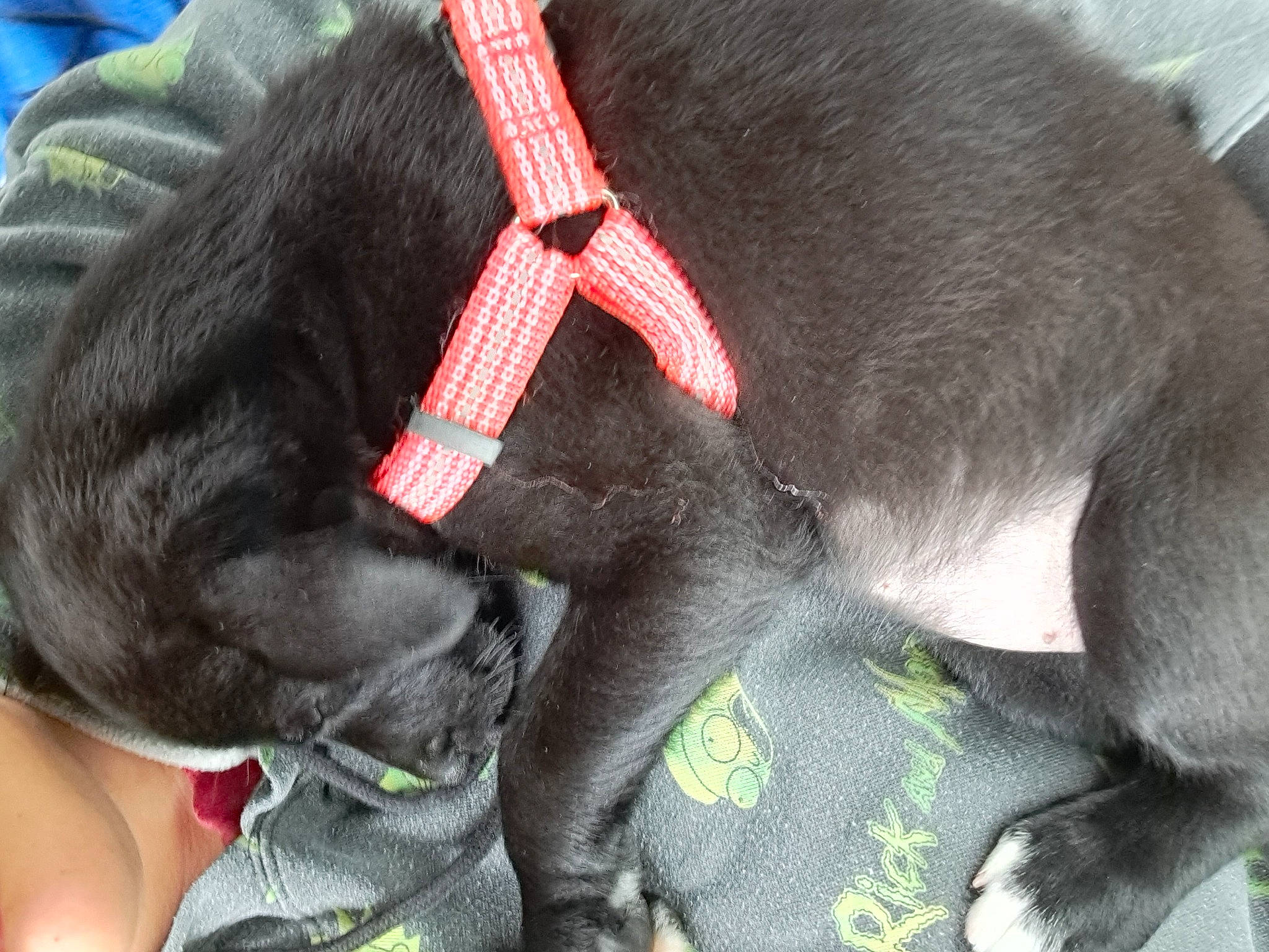 Soxxs joined the competition — help win amazing prizes! carnivore, collar, comfort, companion_dog, dog, dog_breed, dog_collar, dog_supply, ear, fashion_accessory, fawn, fur, grey, leash, liver, pet_supply, plant, snout, sporting_group, working_animal