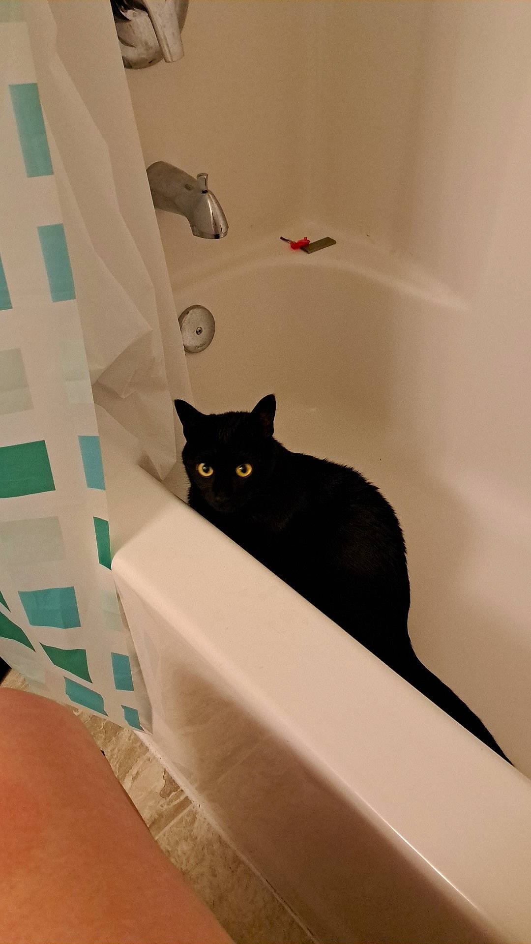 Doobie is registered to the contest to win money with this photo: bathroom, black_cat, carnivore, cat, comfort, domestic_short_haired_cat, felidae, flooring, grey, paper, paper_product, pet_supply, plumbing, plumbing_fixture, rectangle, room, small_to_medium_sized_cats, stairs, tail, whiskers