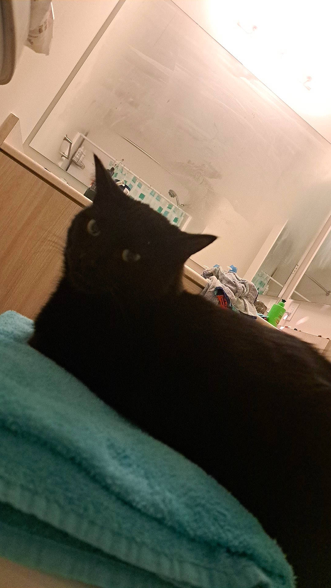 Doobie is registered to the contest to win money with this photo: black_cat, bombay, carnivore, cat, comfort, domestic_short_haired_cat, felidae, floor, flooring, fur, grey, hardwood, linens, room, small_to_medium_sized_cats, stairs, tail, tints_and_shades, whiskers, wood