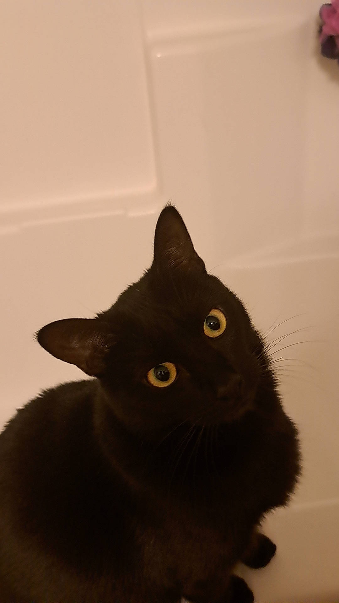 Doobie is registered to the contest to win money with this photo: black_cat, bombay, carnivore, cat, domestic_short_haired_cat, ear, felidae, fur, small_to_medium_sized_cats, snout, tail, whiskers