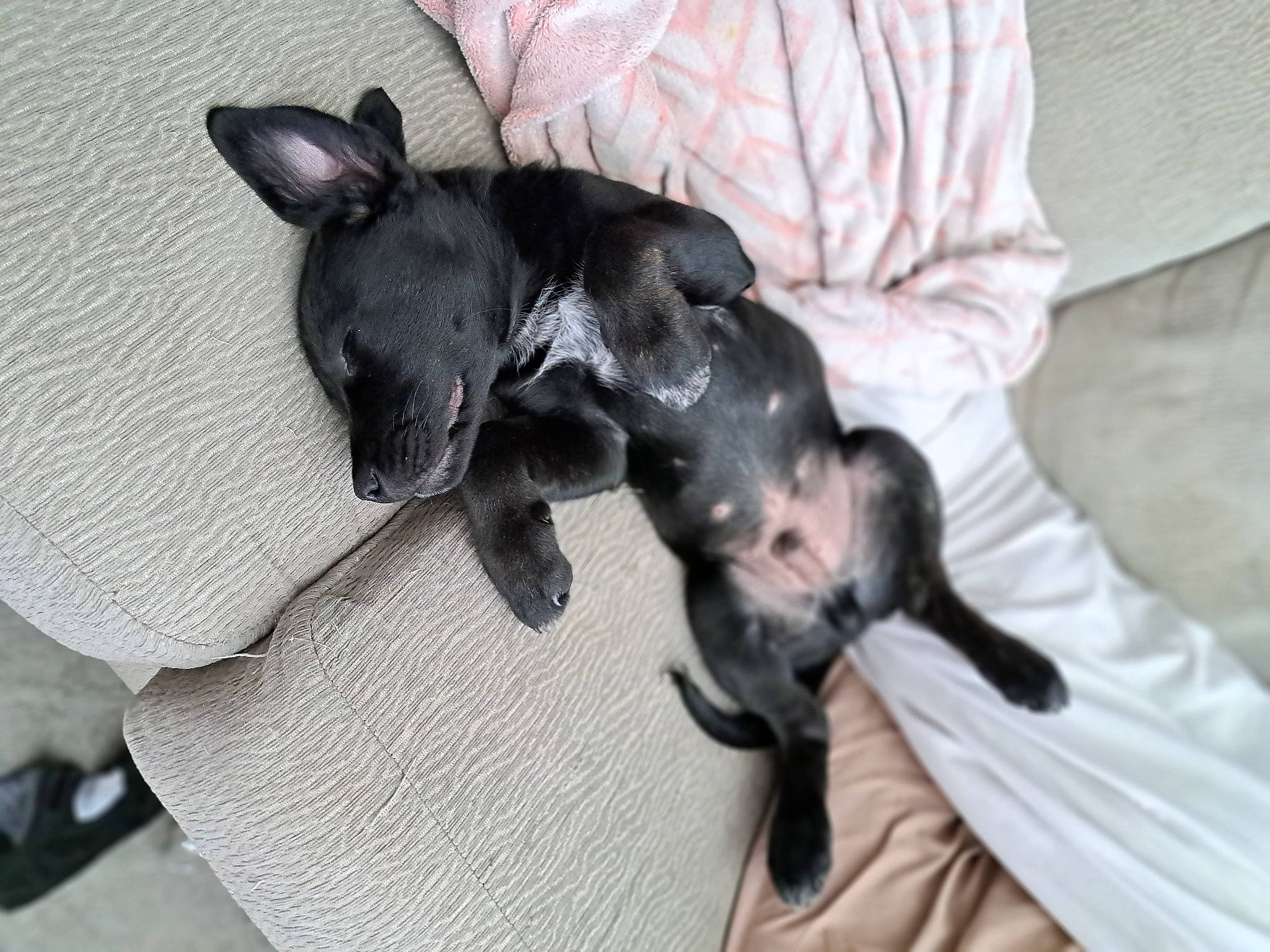 Gator is registered to the contest to win money with this photo: carnivore, chihuahua, comfort, companion_dog, dog, dog_breed, ear, fawn, fur, guard_dog, non_sporting_group, paw, russkiy_toy, sporting_group, toy_dog, working_animal