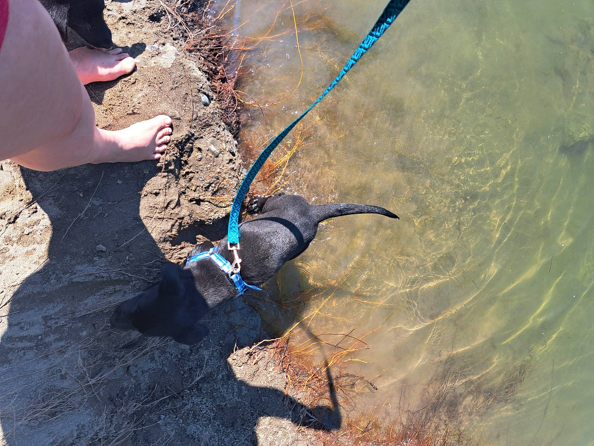 Gator is registered to the contest to win money with this photo: barefoot, beach, claw, electric_blue, fashion_accessory, foot, fun, human_leg, knee, landscape, natural_material, ocean, sand, shadow, soil, tail, terrestrial_animal, thigh, water, wave