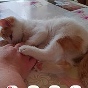 Chipie a rejoint le concours — aidez-le/la à gagner de superbes lots ! kitten, cat, hand, table, tablecloth, chair, plant, indoor, pet, playful, white, orange, fur, paw, relaxing, home, domestic, cute, animal, soft