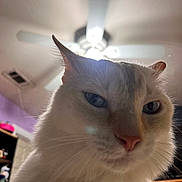 Simba is registered to the contest to win money with this photo: animal, blue_eyes, cat, ceiling_fan, close_up, cute, domestic_animal, ears, face, fur, furniture, household, indoor, light, mammal, pet, portrait, room, whiskers, white_cat