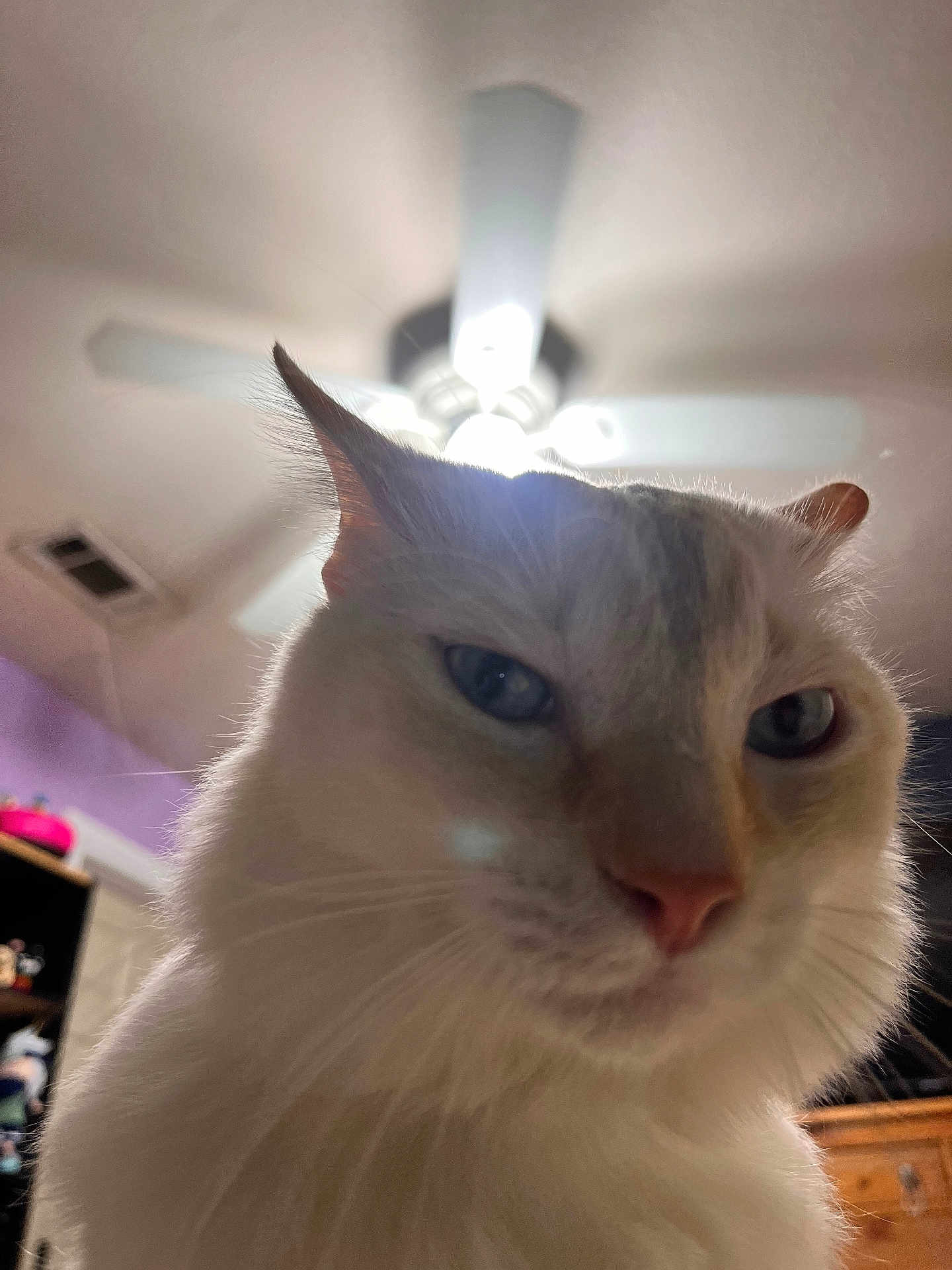 Simba