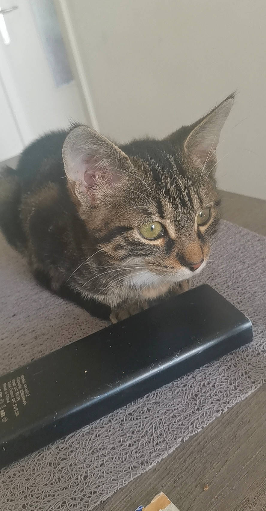 Rocky participe au concours pour gagner de l'argent avec cette photo : american_shorthair, asian, bengal, california_spangled, carnivore, cat, domestic_short_haired_cat, dragon_li, european_shorthair, felidae, kitten, small_to_medium_sized_cats, tabby_cat, whiskers