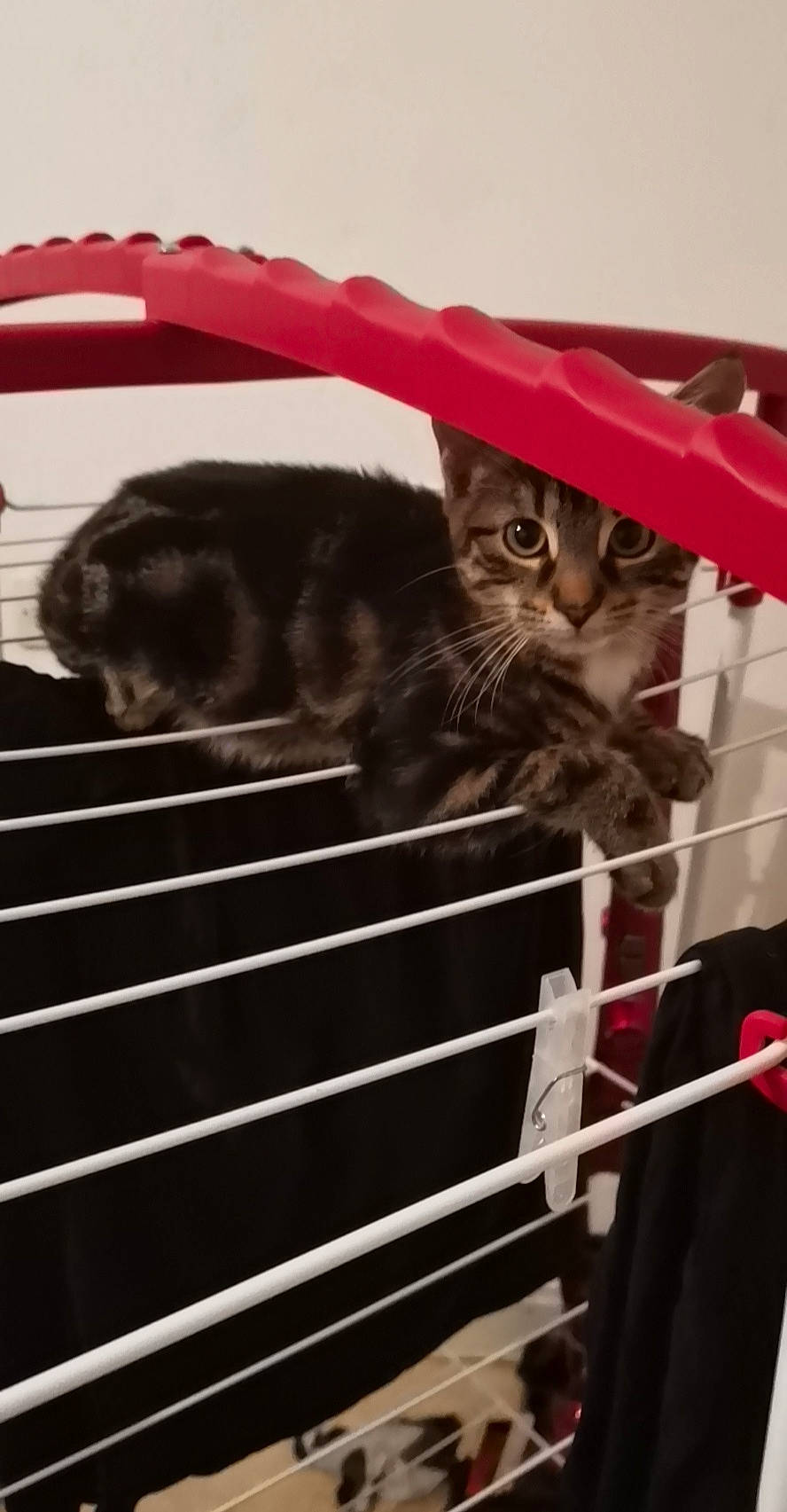 Rocky a rejoint le concours — aidez-le/la à gagner de superbes lots ! american_shorthair, black_cat, carnivore, cat, felidae, fur, kitten, small_to_medium_sized_cats, whiskers