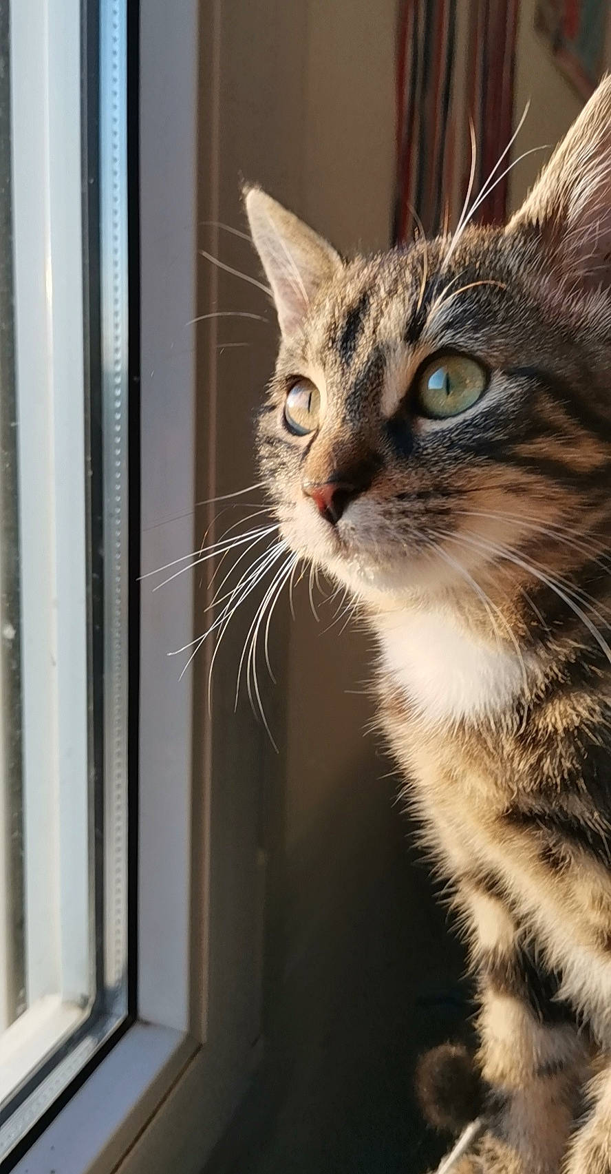 Rocky a rejoint le concours — aidez-le/la à gagner de superbes lots ! aegean_cat, american_wirehair, asian, carnivore, cat, domestic_short_haired_cat, dragon_li, european_shorthair, felidae, kitten, mammal, ocicat, small_to_medium_sized_cats, snout, tabby_cat, toyger, whiskers, wild_cat, wildlife, window