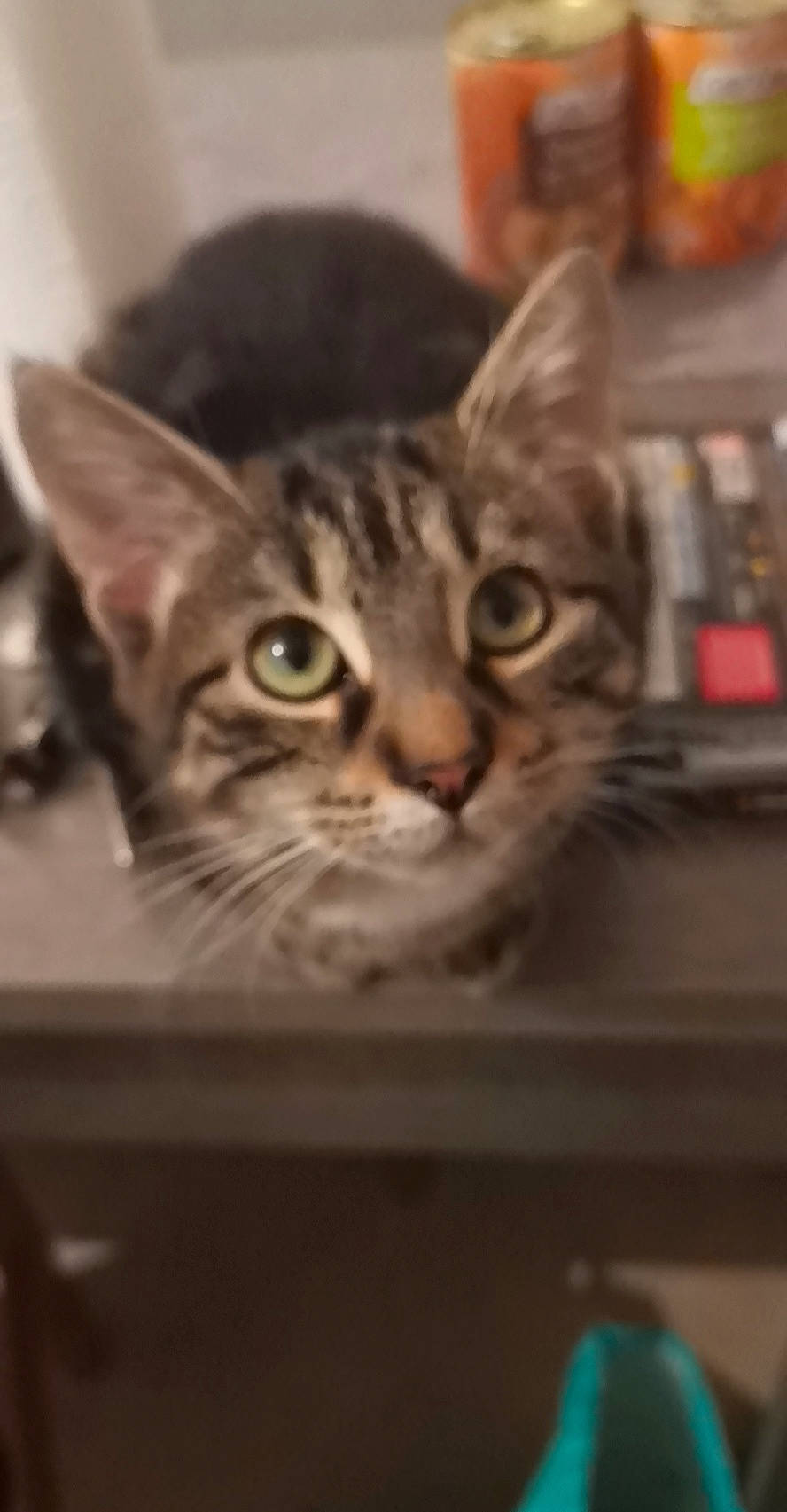 Rocky a rejoint le concours — aidez-le/la à gagner de superbes lots ! aegean_cat, american_shorthair, american_wirehair, asian, bengal, carnivore, cat, domestic_short_haired_cat, dragon_li, european_shorthair, felidae, kitten, mammal, ocicat, small_to_medium_sized_cats, snapshot, snout, tabby_cat, vertebrate, whiskers