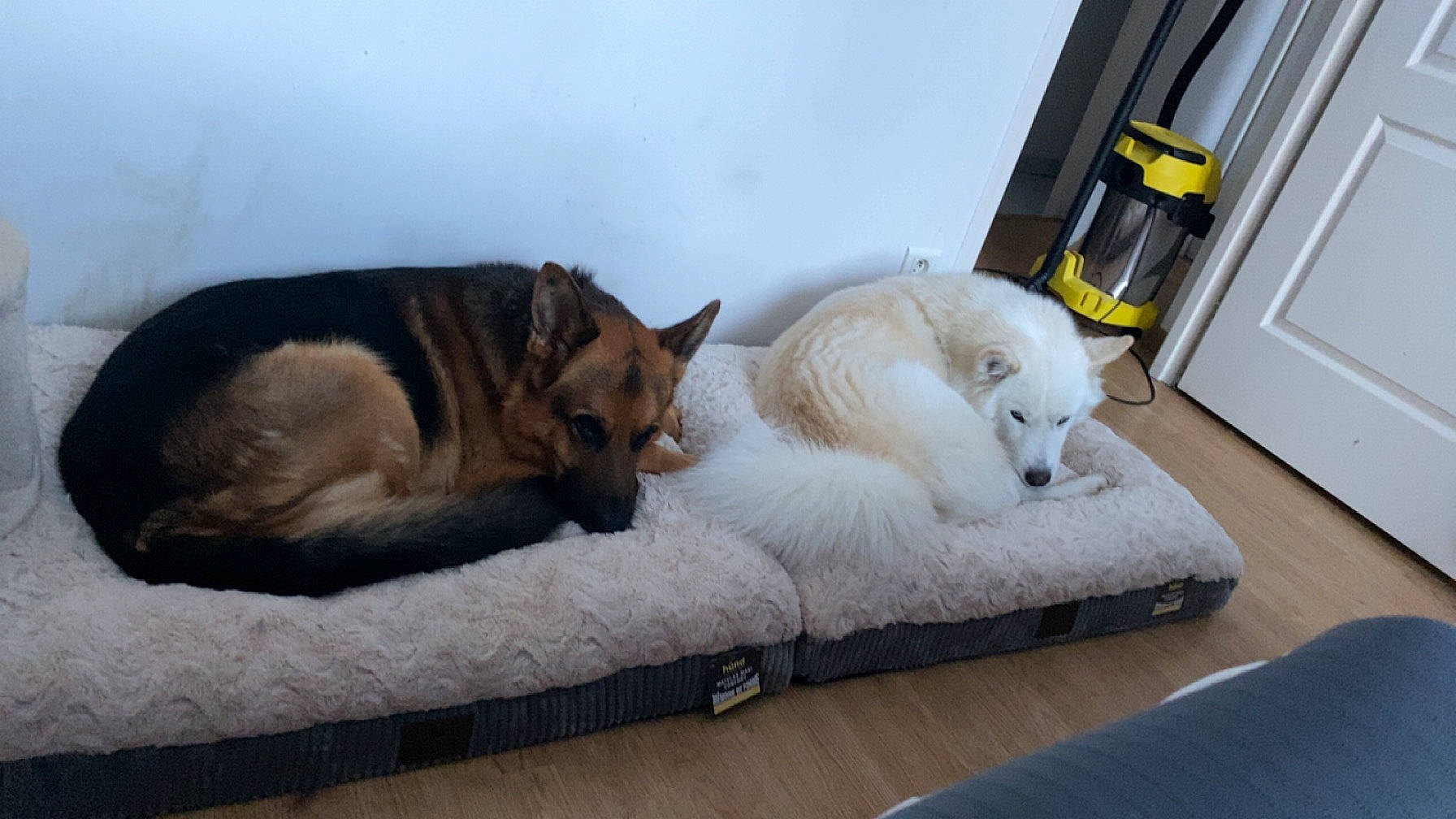 Loki a rejoint le concours — aidez-le/la à gagner de superbes lots ! bean_bag, bedding, carnivore, comfort, companion_dog, dog, dog_breed, dog_supply, duvet, fawn, felidae, fur, hardwood, linens, living_room, nap, small_to_medium_sized_cats, whiskers, wood, working_animal