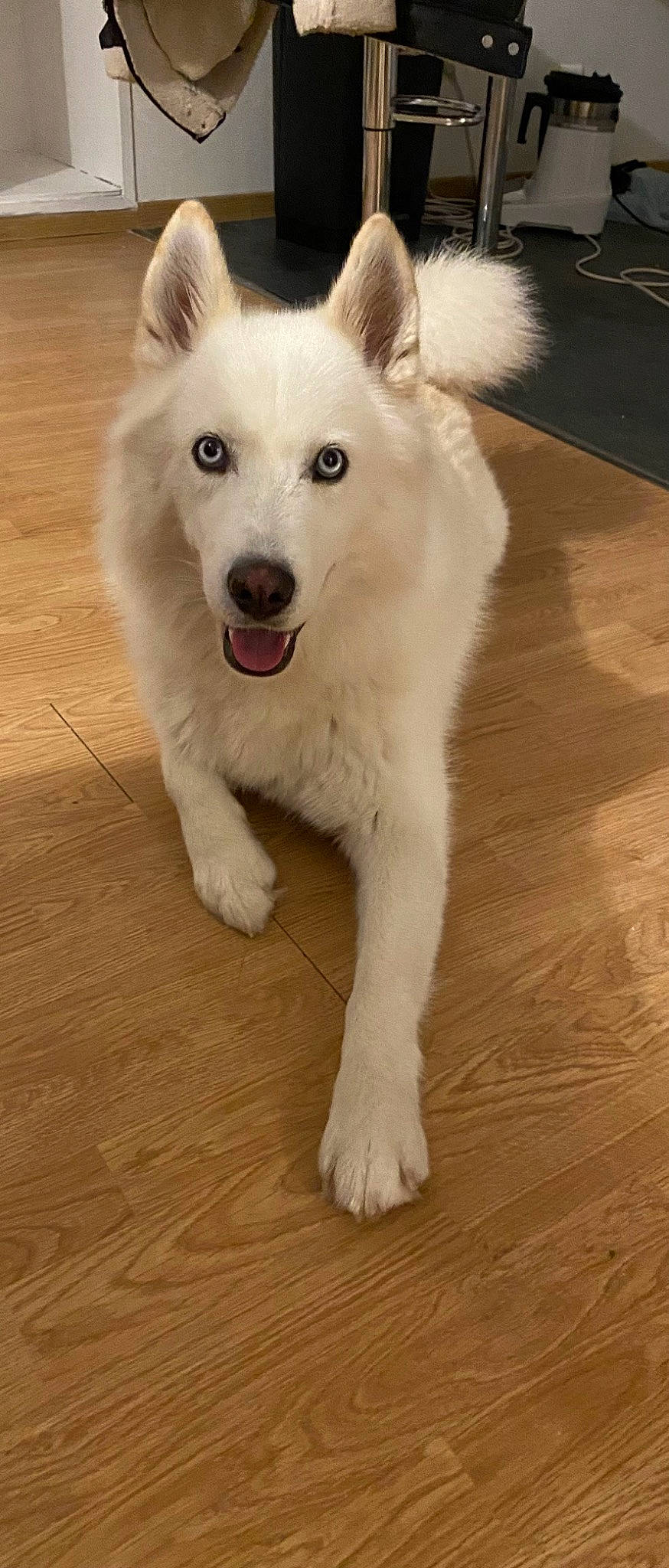 Loki a rejoint le concours — aidez-le/la à gagner de superbes lots ! american_eskimo_dog, canidae, carnivore, companion_dog, dog, dog_breed, flooring, fur, hardwood, laminate_flooring, plank, snout, spitz, varnish, volpino_italiano, wood, wood_flooring, wood_stain, working_animal, working_dog