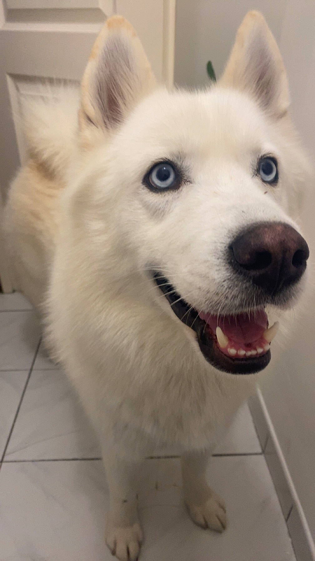 Loki a rejoint le concours — aidez-le/la à gagner de superbes lots ! ancient_dog_breeds, canidae, canis, carnivore, companion_dog, dog, dog_breed, fang, flooring, fur, non_sporting_group, samoyed, snout, sporting_group, terrestrial_animal, volpino_italiano, whiskers, whiteboard, working_animal, working_dog