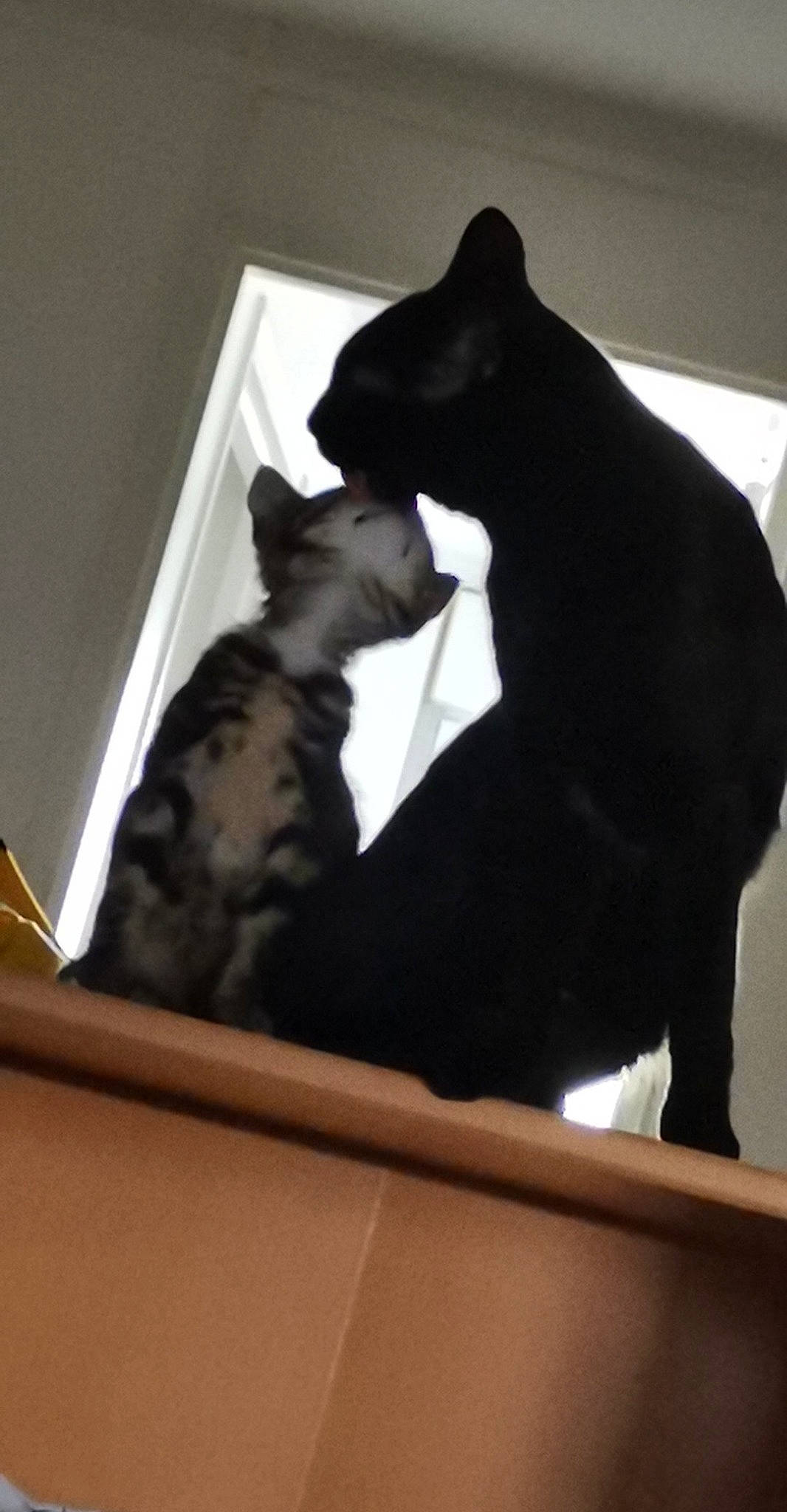 Mylow a rejoint le concours — aidez-le/la à gagner de superbes lots ! black_cat, carnivore, cat, felidae, polydactyl_cat, small_to_medium_sized_cats, tail, whiskers, window