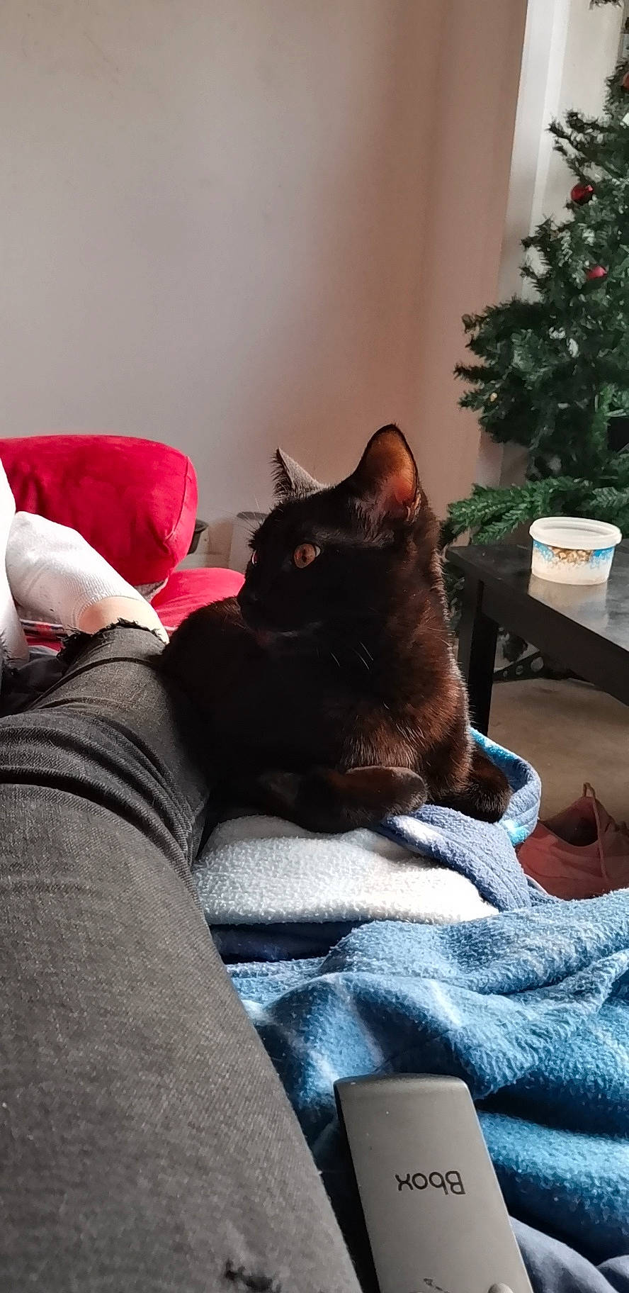 Mylow a rejoint le concours — aidez-le/la à gagner de superbes lots ! asian, black_cat, burmese, carnivore, cat, chartreux, comfort, domestic_short_haired_cat, ear, felidae, fur, furniture, havana_brown, korat, nap, russian_blue, small_to_medium_sized_cats, whiskers