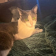 Shadow joined the competition — help win amazing prizes! cat, indoor, green_eyes, blanket, couch, window, natural_light, relaxed, pet, feline, cozy, whiskers, fur, domestic_animal, resting, soft_texture, home, sunlight, quiet, comfortable