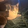cat, indoor, green_eyes, blanket, couch, window, natural_light, relaxed, pet, feline, cozy, whiskers, fur, domestic_animal, resting, soft_texture, home, sunlight, quiet, comfortable
