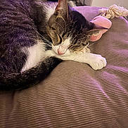 Arya participe au concours pour gagner de l'argent avec cette photo : cat, sleeping, cushion, toy, indoor, pet, relaxing, cozy, fur, whiskers, paw, tabby, white, pink, home, resting, animal, soft, closeup, comfort